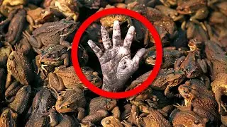 When Cane Toads Took Over Australia