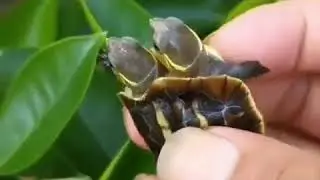 Tortoise with twin head