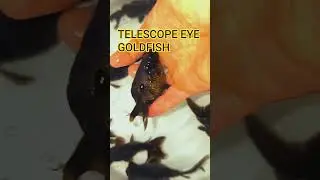 BLACK TELESCOPE EYE GOLDFISH
