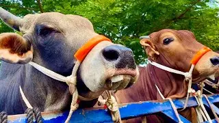 Cow unloading, cow videos, cow video, animal, big cow, goru hamba cow, Ep- 87