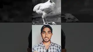 Ee [ CHICKEN ] ki (HEAD) Ledu . Kani bathikindi .