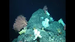 The Charlie-Gibbs Fracture Zone &ndash; What is Driving the Biodiversity?