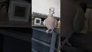 Estuvo 3 a&ntilde;os en una jaula  #paloma #rescatedeanimales