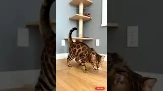 This Bengal's play face is pure meme gold! 😂