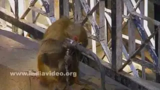 Monkeys at Jakhoo temple, Shimla, Himachal Pradesh