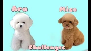Challenge betwee Miso VS Ara