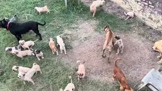 Hlo YouTube family K D Pet&rsquo;s Malak singh new video full farm @ShihTzupuppies8600 #viralshort #dog 