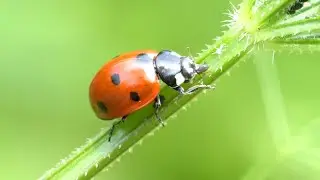 Die Marienk&auml;fer (Coccinellidae)
