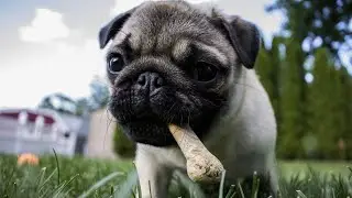 How Long Do Pugs Live?🐾🐾🐾