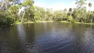 Deer on the Anclote River