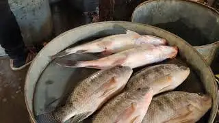 Fish market of India| Big fish market of Assam
