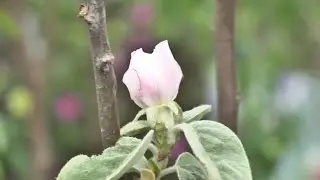 Alla riscoperta dei frutti antichi