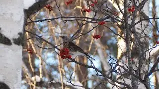 Дрозд-рябинник (Fieldfare)