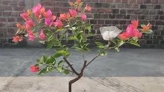 Heavy blooming boganvillia tips and trick