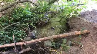 Murdo Frazer Park North Vancouver