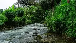 Beruhigende Bergbach-Geräusche | Waldfluss & White Noise zum Einschlafen