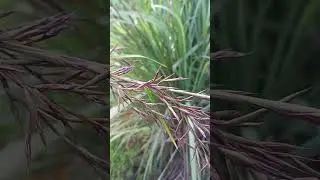 Lemongrass Seed Harvesting w/ Herbal Tree