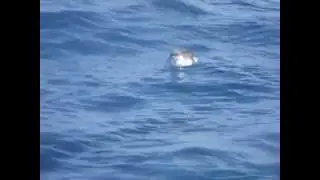 GREAT SHEARWATER /PARDALETA DE BARRETE (Puffinus gravis)