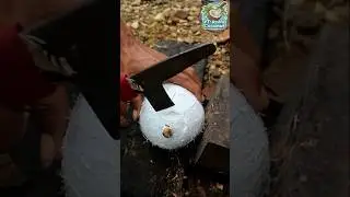 Awesome Opening the white coconut seeds