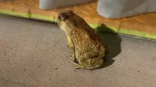 Toad, that are characterized by dry, leathery skin and large bumps covering.