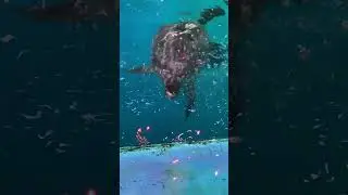 Today Armani is the protagonist: dolphins eating fish, tiger beach fish