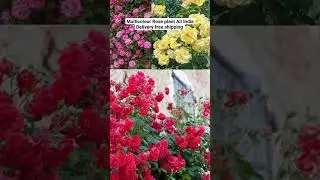 Multicolour Rose plant All India Delivery free shipping #flowers #nursery #garden