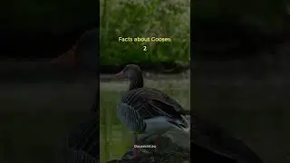 Facts About Gooses - Gooses International (Part 2)