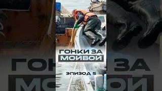 Сезон селедки. 5 эпизод. 🐟 Раньше мойву не брали даже даром&hellip; а теперь за ней гоняются! #сахалин