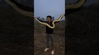 इतना खतरनाक अजगर का बच्चा 📸#viral #snake #kingcobra #kingsnake #explore #murali #viralvideo