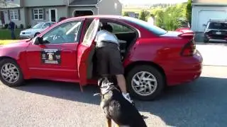 blaze's Personalized Dog Training Basic we teach