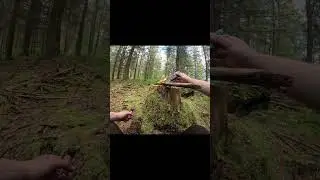 making glue out of tree sap to fix my tripod