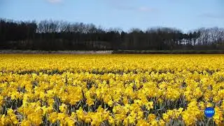 Daffodil Meadow Springtime ||| Outdoor Ambience ||| Sleep & Study Aid ||| Relaxation