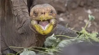 Diego the tortoise, famous for saving species with his high sex drive, starts retirement