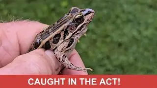 Discovering Pickerel frogs foraging far from home!