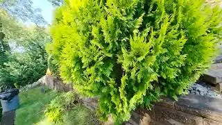 Trimming Overgrown Evergreen Shrubs ✂️🌲