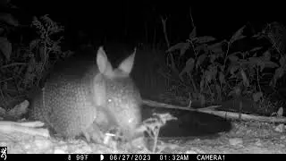 Browning Trail Cam: Nine-banded Armadillo bathing 6/27/23 - 1:33am PART 7