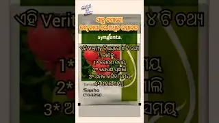 Tomato farming in odisha // Saaho tomato farming #agriculture #tomato #farming #saahotomato #shorts