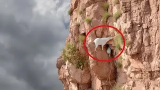 Ни один хищник не сможет поймать горных козлов.