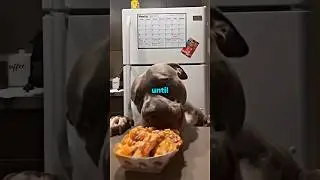 Why Dogs Are Better