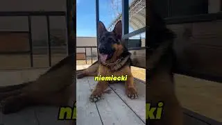 TOP 5 najmądrzejszych ras ps&oacute;w 🧠🐶