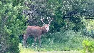 Baker 3 Ranch David Deer