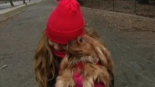 Christmas Miracle: Stolen Puppy Comes Home for Holidays | CUTE ANIMALS (Episode 13)