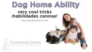 &iexcl;Incre&iacute;ble! Super Smart Border Collie Helps Owner