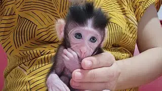 Baby Monkey Girl No Name Morning