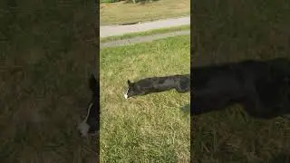 flirt pole