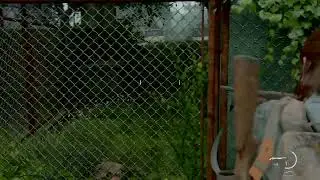LAST OF US 2 LIVE GAMEPLAY PS4