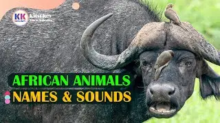 African animals' names and sounds, African wild animals, Learn African animals on a map