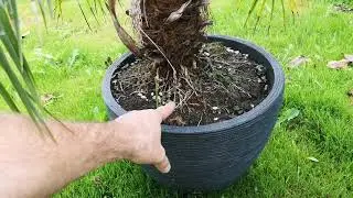 O.233 Stan palm pod koniec lata: Szorstkowiec, daktylowiec, R&oacute;żnice w uprawie DOM i OGR&Oacute;D