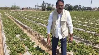 Strawberry Fields Egypt - Dr.Prasad Rao Pasam