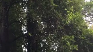The Powerful Song of the Carolina Wren